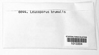 Lentinus brumalis image